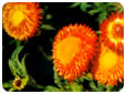 Las flores y su color naranja